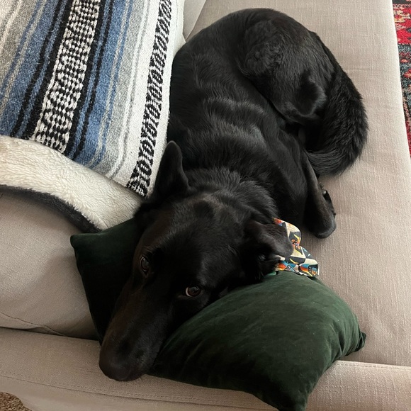 Meet your Posher, Katt! - Picture 3 of 3